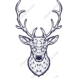 Majestic Stag