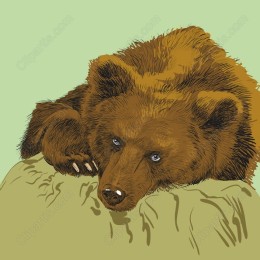 Captivating Bear