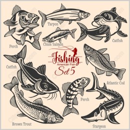 Fishing American Fish Set 5 - of Freshwater Fish