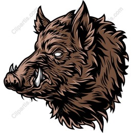 Wild Boar Head