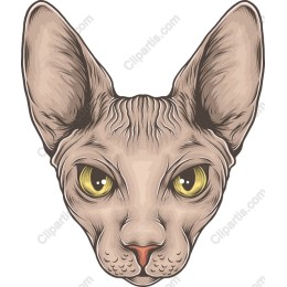 Sphynx Cat