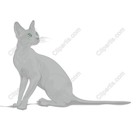 Elegant Grey Cat