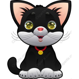 Cute Black and White Cat