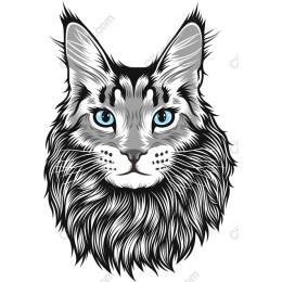 Majestic Maine Coon Cat