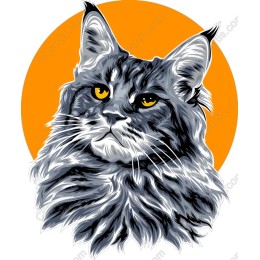 Majestic Maine Coon Cat