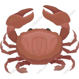 Vibrant Crab