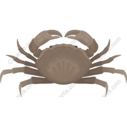 Marine Life Crab