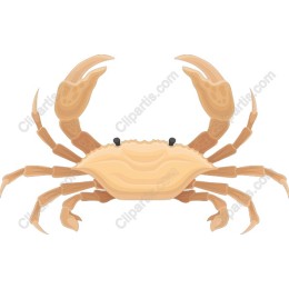  Crab