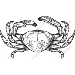 Vintage Hand-Drawn Crab