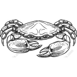 Hand-Drawn Crab