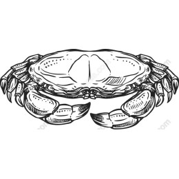 Hand-Drawn Crab