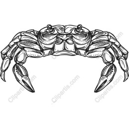 Elegant Crab