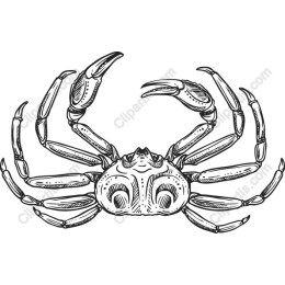 Vintage Crab
