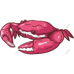 Vibrant Pink Crab