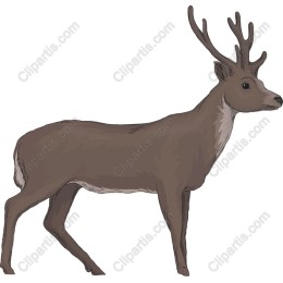 Elegant Deer