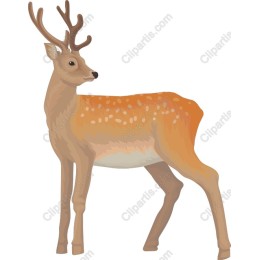 Graceful Deer
