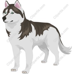 Siberian Husky - High-Quality