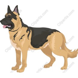 German Shepherd