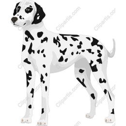 Dalmatian