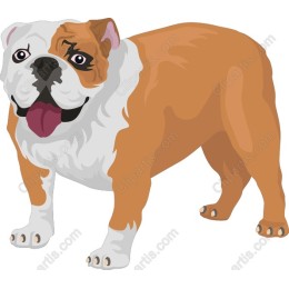Charming Bulldog