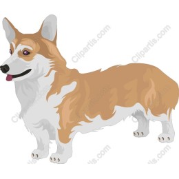 Corgi
