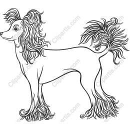 Elegant Chinese Crested Dog