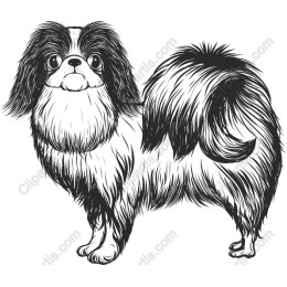Charming Japanese Chin Dog