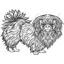 Charming Pekingese Dog