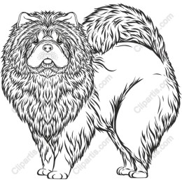 Chow Chow - Fluffy Dog