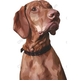 Vizsla Dog