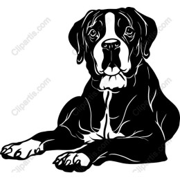 Boxer Dog