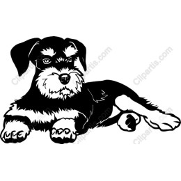 Schnauzer Dog