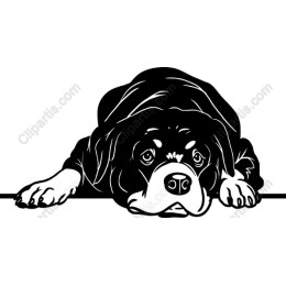 Lazy Dog Daydream