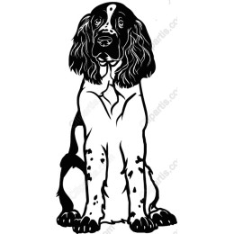 Springer Spaniel