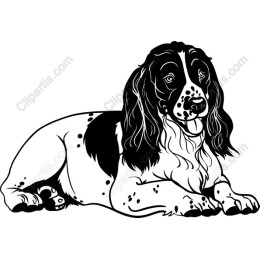 English Springer Spaniel Hand-Drawn