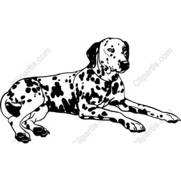 Dalmatian Dog