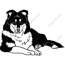 Majestic Collie Dog