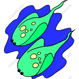 Charming Marine Life