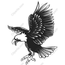 Fierce Eagle in Flight - High-Quality