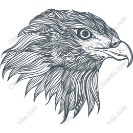 Majestic Eagle Head