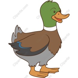 Cartoon Mallard Duck