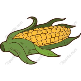 Vibrant Corn on the Cob