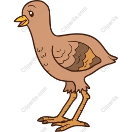 Cute Cartoon Bird