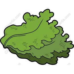Vibrant Fresh Lettuce