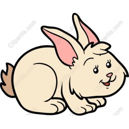 Adorable Bunny