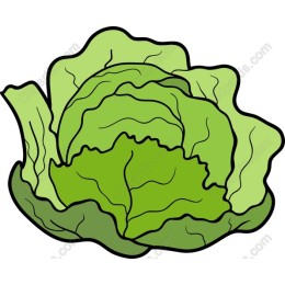 Fresh Lettuce
