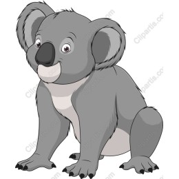 Adorable Koala