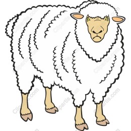 Fluffy Sheep