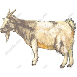 Rustic Goat
