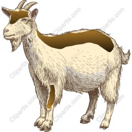 Goat